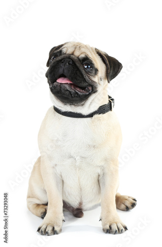 Funny, cute and playful pug dog isolated on white © Africa Studio