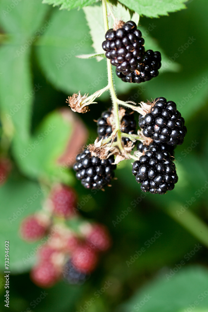 Dewberries on a shrub. Dewberries on a shrub.