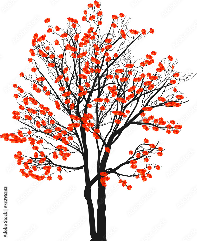 red blossoming tree isolated on white