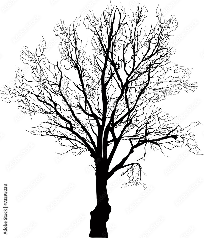 Obraz premium black bare oak isolated silhouette