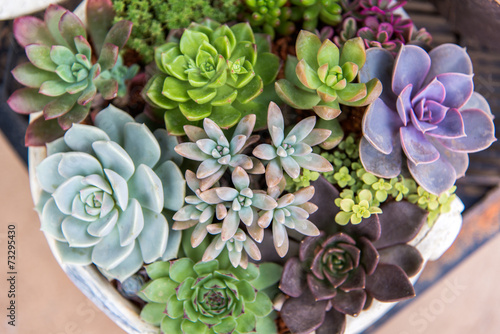 succulent plants