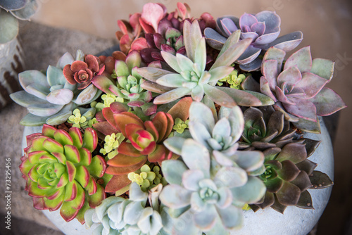 succulent plants