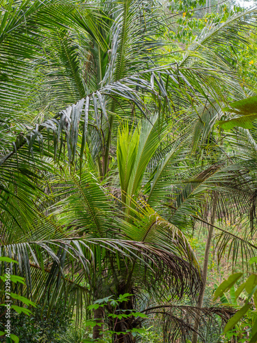 Beautiful landscape of humid tropical jungle
