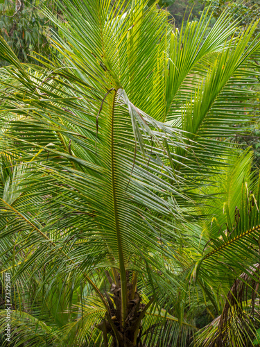 Beautiful landscape of humid tropical jungle