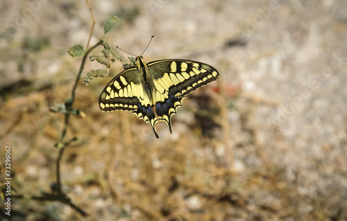 Butterfly, Moclin, Granada, Andalusia, Spain photo