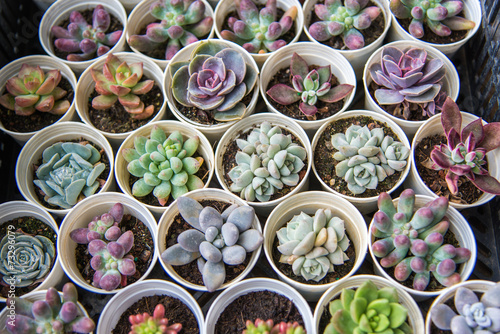 succulent plants
