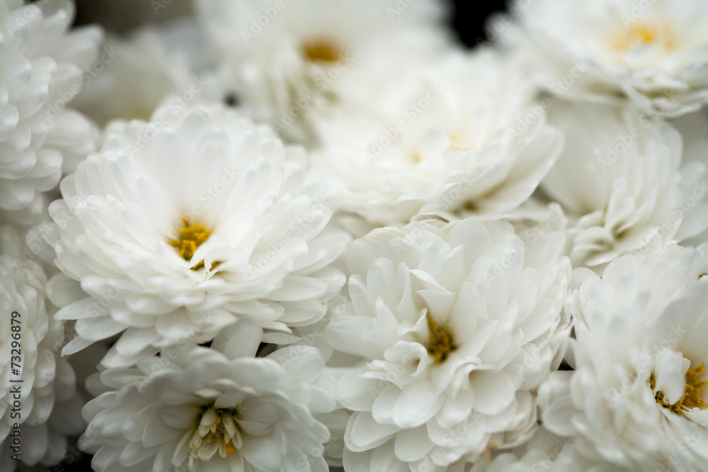 Fine art of close-up , flowers Fine art of close-up , flowers