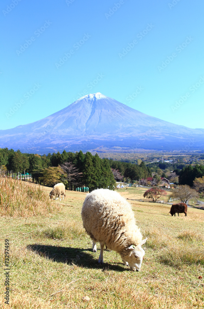 Fototapeta premium 富士山と牧場の羊