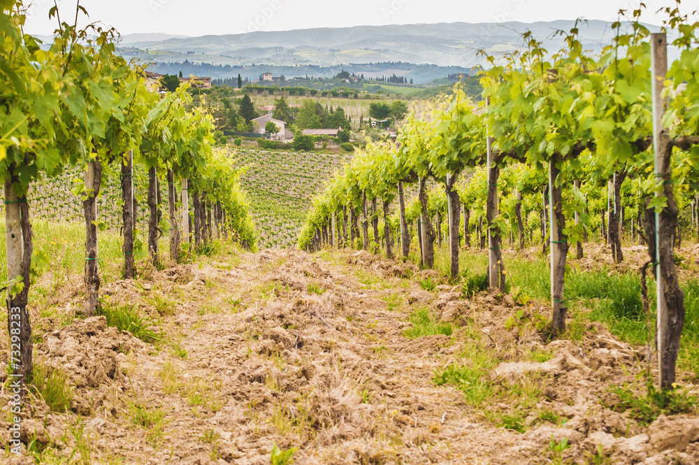 Spring Tuscan vineyards around San Gimignano, Italy