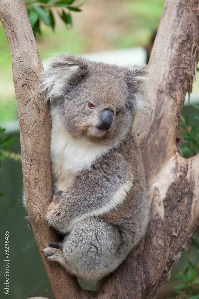 Naklejka premium Portrait of Koala sitting on a branch