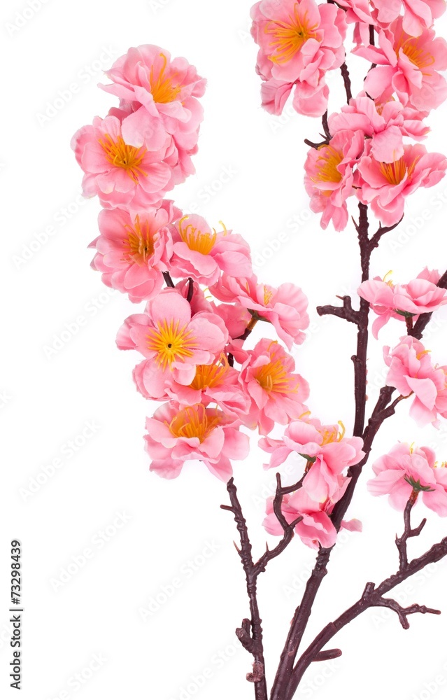 Fototapeta premium Close up of pink flowers.