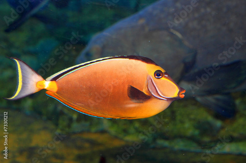 Naso lituratus (Orangespine unicornfish) in Japan