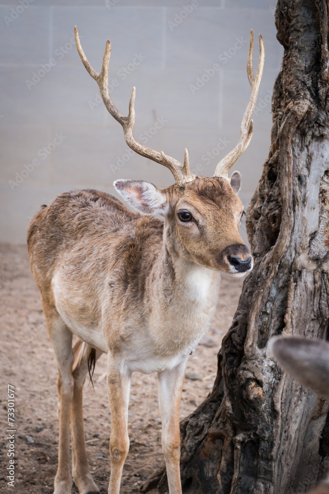 Male deer with beautiful antler Male deer with beautiful antler