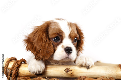 Photo cavalier king charles spaniel dog portrait