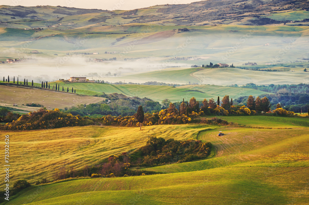 Tuscan olive trees and field in near farms, Italy