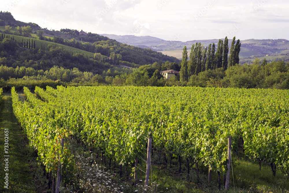 Chianti region, Tuscany, panorama. Color image