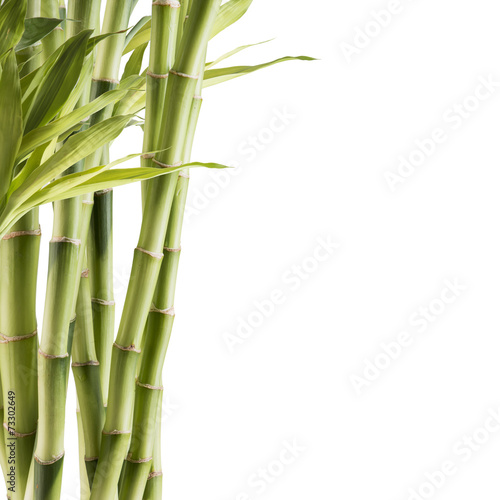 Fototapeta Naklejka Na Ścianę i Meble -  Fresh bamboo