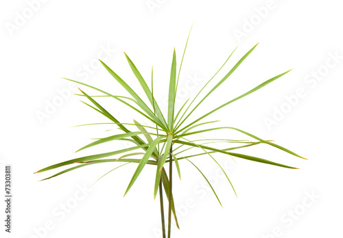 papyrus plant isolated on white