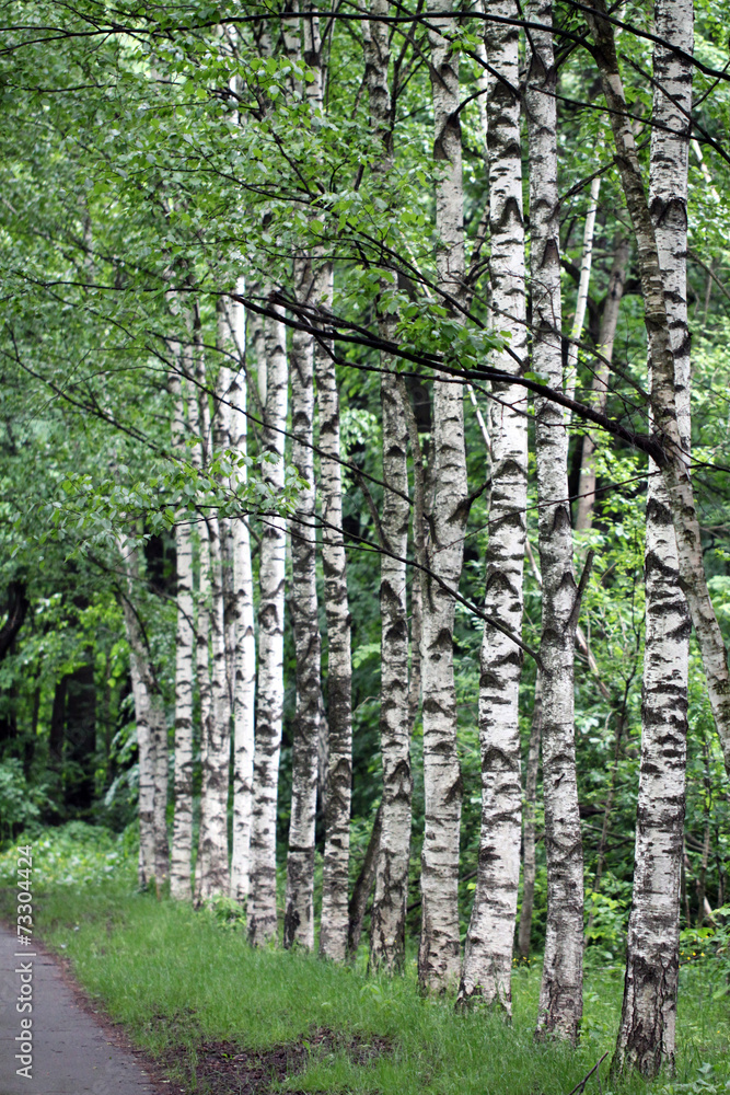 Naklejka premium road in the forest