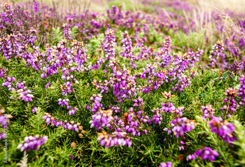 Bruyères en fleur lande Bretonne © Pictures news