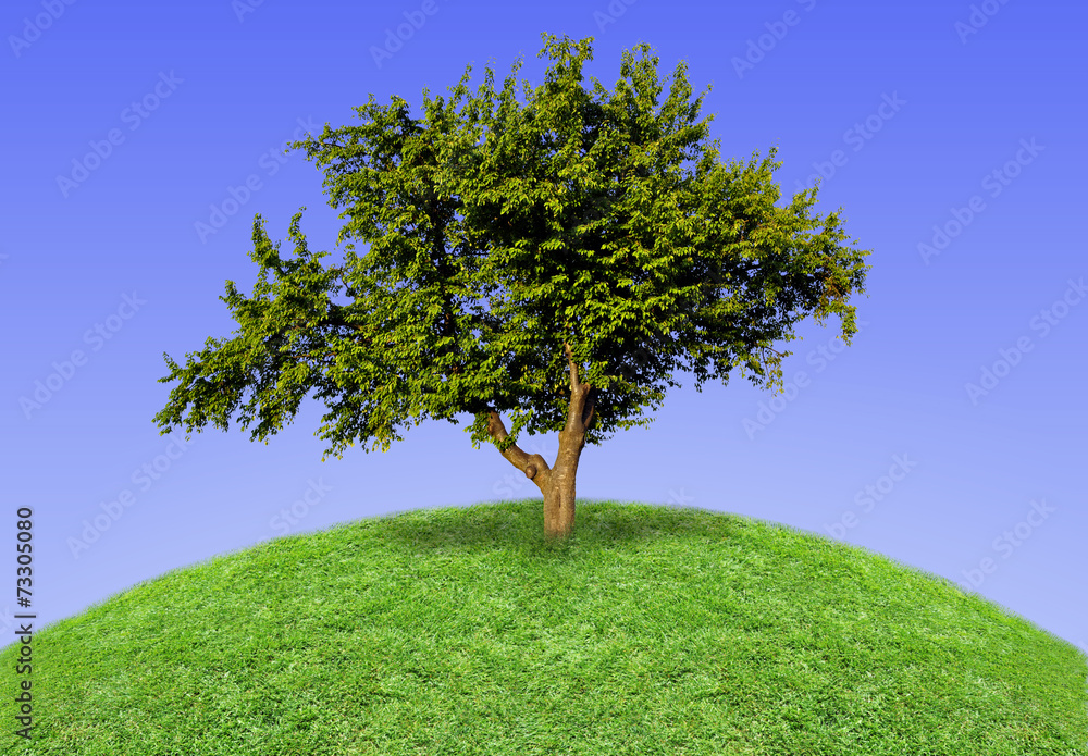 Big lonely tree Big lonely tree