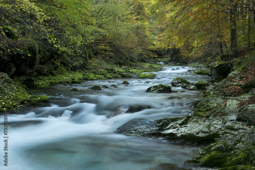 Obraz premium strumień w lesie