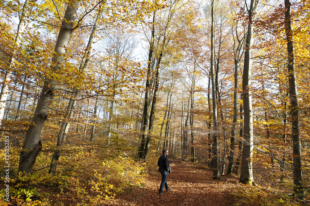 Spaziergang durch den herbstlichen Wald