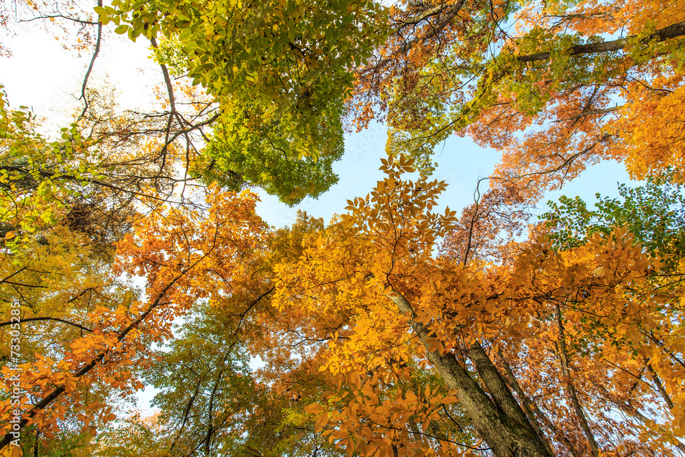 Autumn foliage in the forest, on a bright sunny day