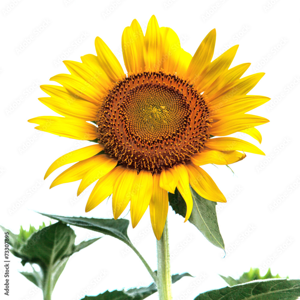 Obraz premium Sunflower