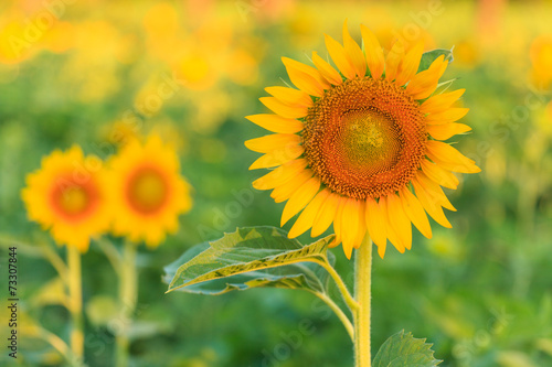 Fototapeta Naklejka Na Ścianę i Meble -  Sunflower