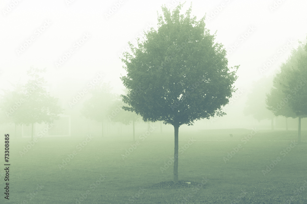 tree  in misty morning