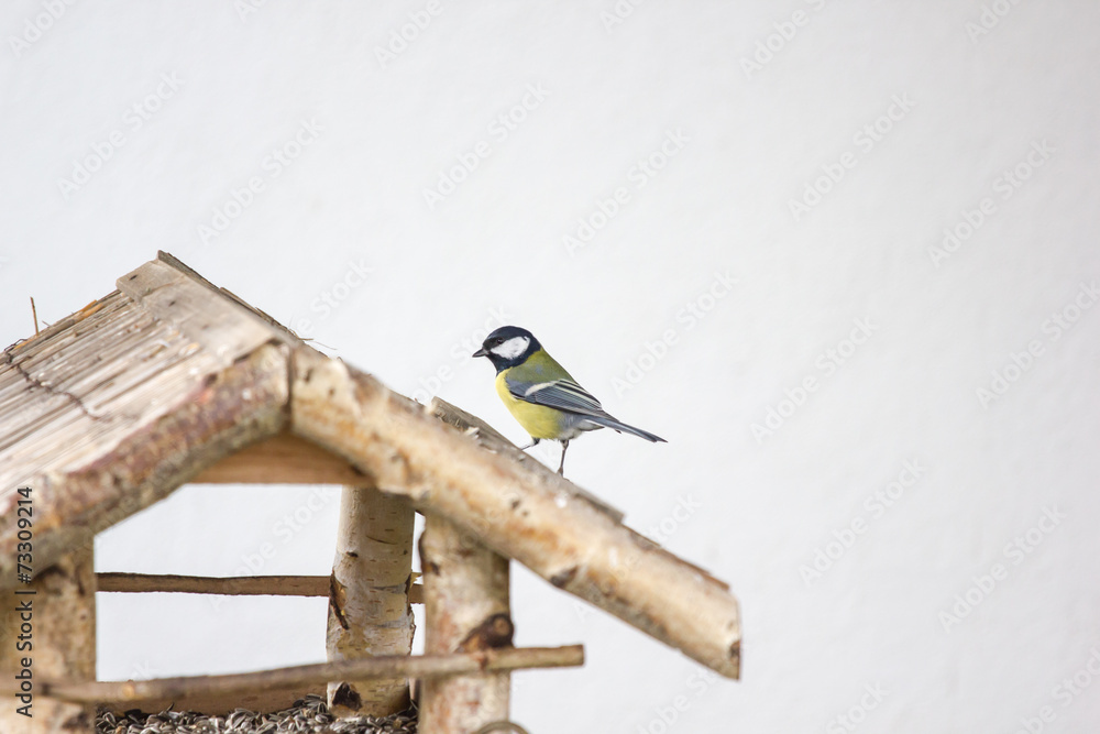 Fototapeta premium Kohlmeise auf Vogelhaus