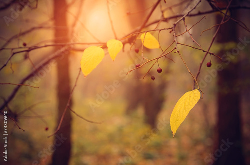 Autumn leaf on branch at sunset