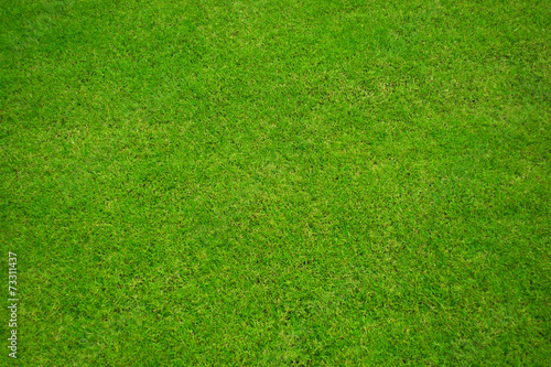 Green grass background and texture