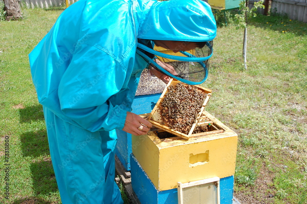 apiary hive honey - obrazy, fototapety, plakaty 