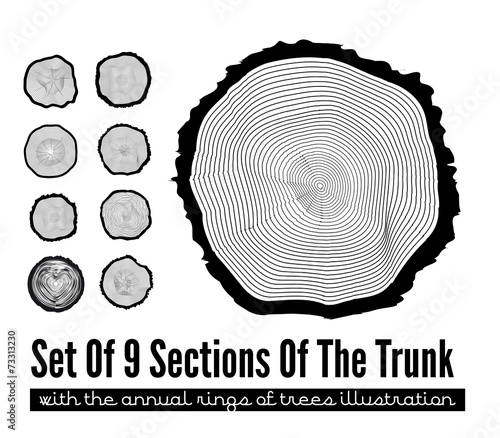 Cross section of the trunk