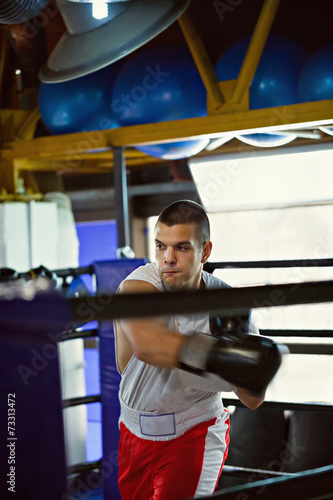 Boxer At Training