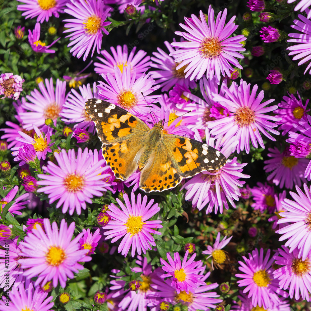 butterfly and flowers 11 butterfly and flowers 11