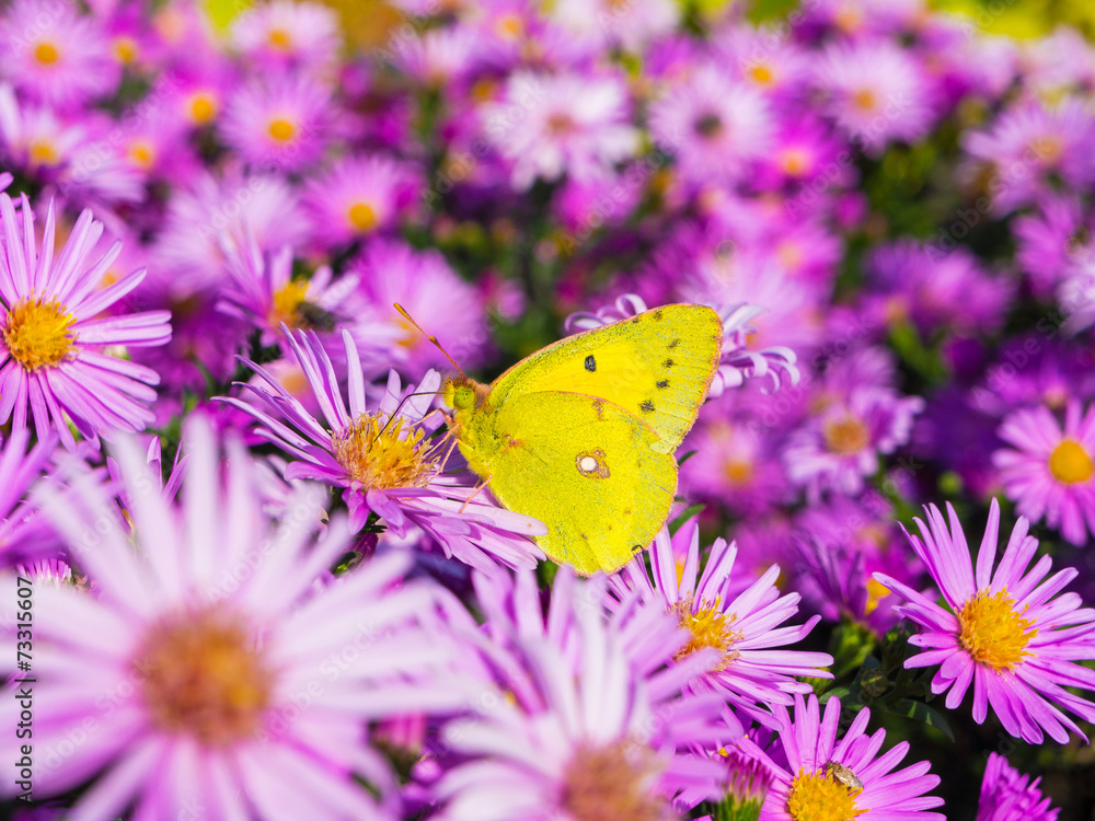 butterfly and flowers 5 butterfly and flowers 5