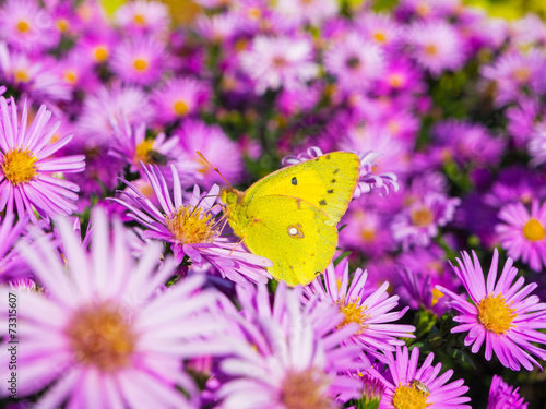 butterfly and flowers 5 © Mikhail Vetyutnev
