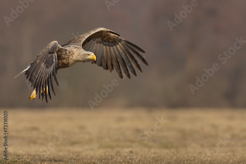 Eagle in flight © Natureimmortal