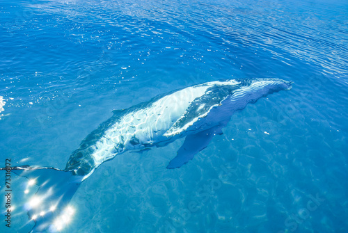Humpback Whale underwater in Hervey bay, Queensland, Australia © Noradoa