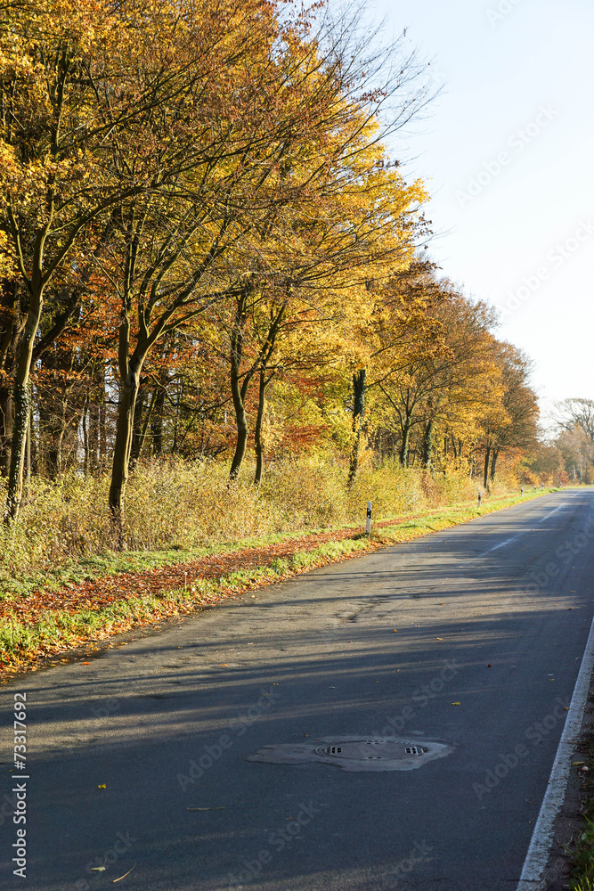Naklejka premium Strasse im Herbst