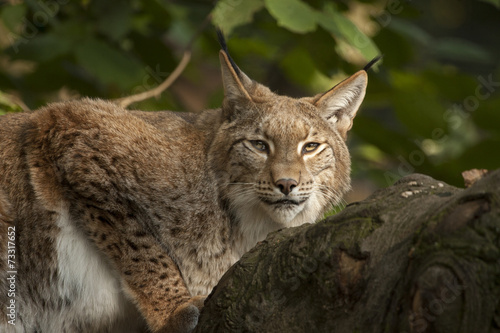 Lynx is klaar om te vertrekken. © photoPepp