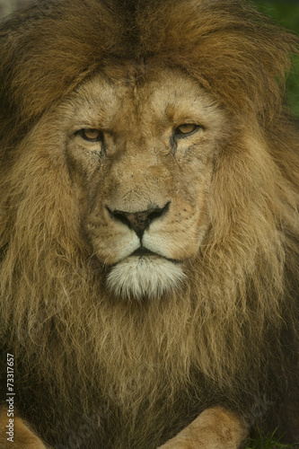 Portret van een mooie leeuw.