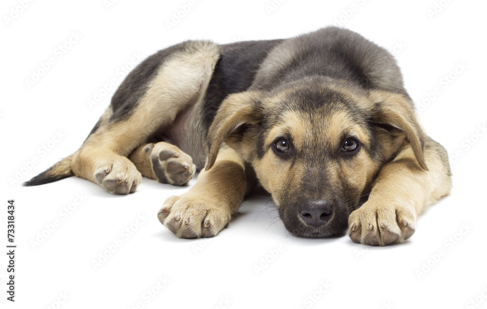 puppy looking puppy looking
