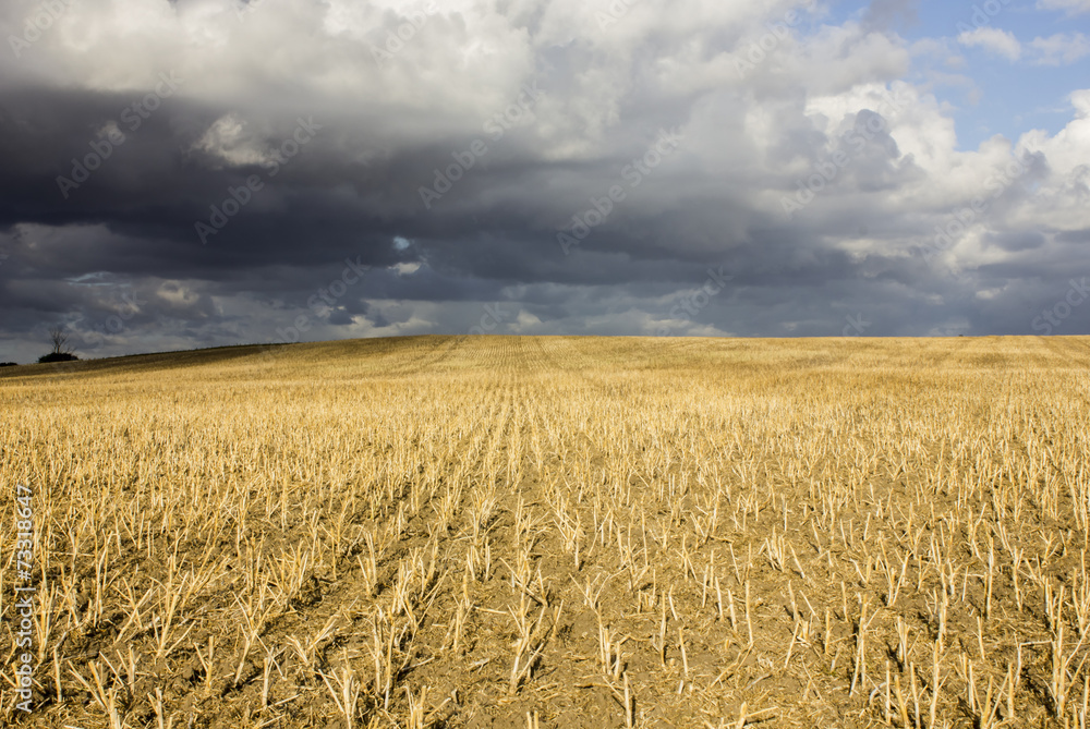 Naklejka premium Cultivated land