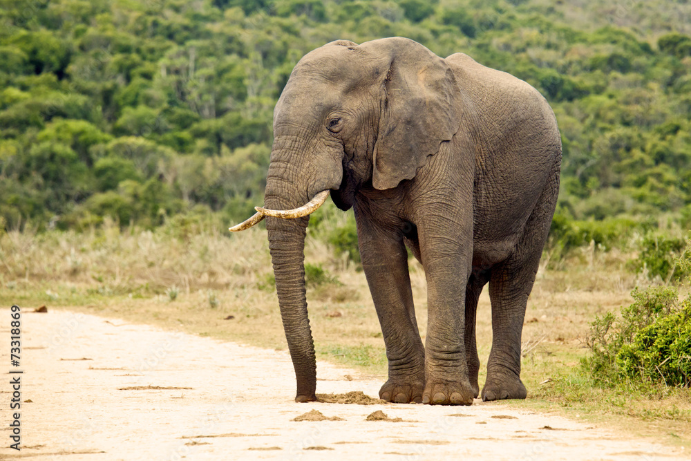 An elephant standing on a gravel road
