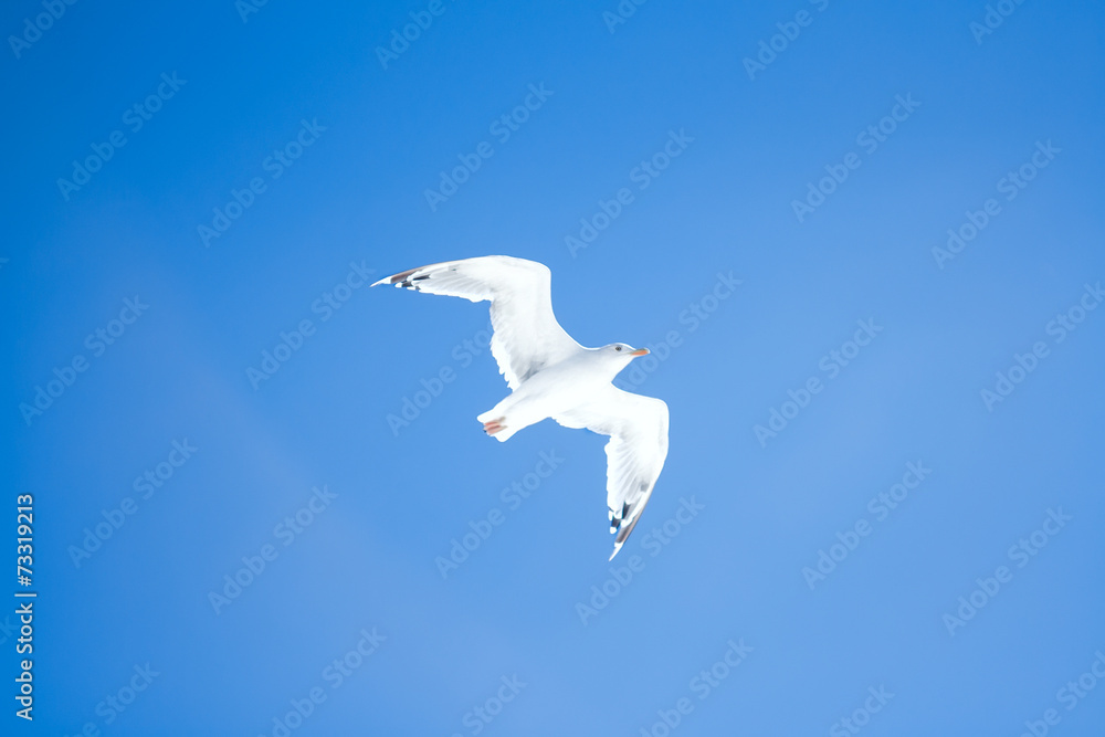 Fototapeta premium seagull