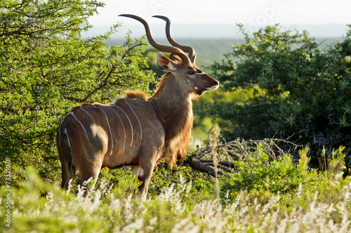 Staring male kudu antelope